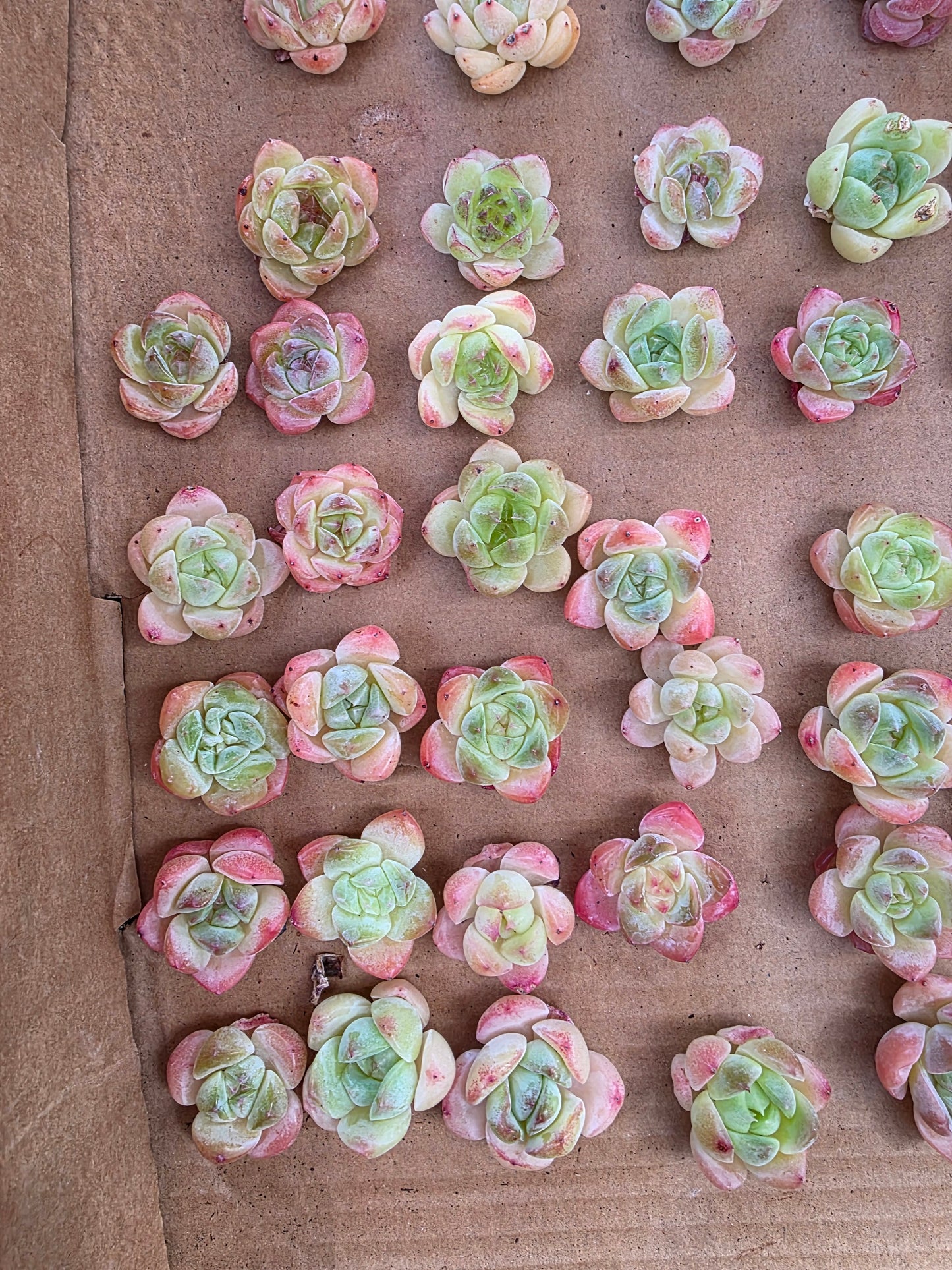 Imported queen baby 5 pcs