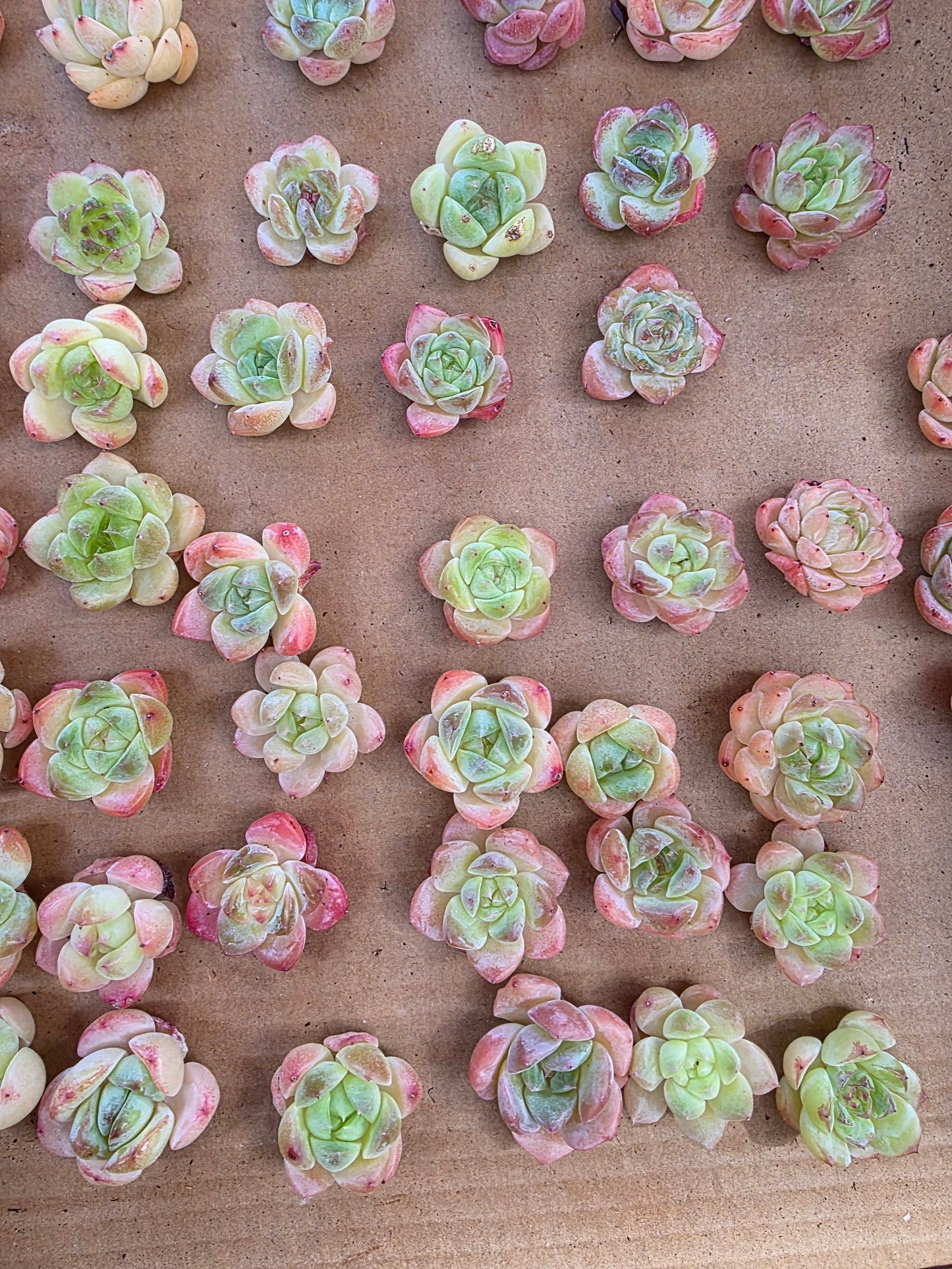 Imported queen baby 5 pcs