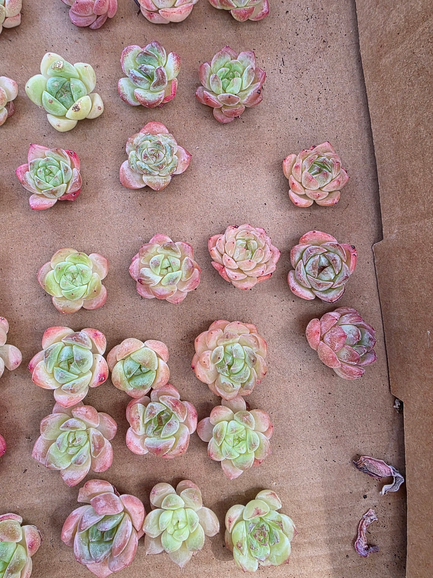 Imported queen baby 5 pcs