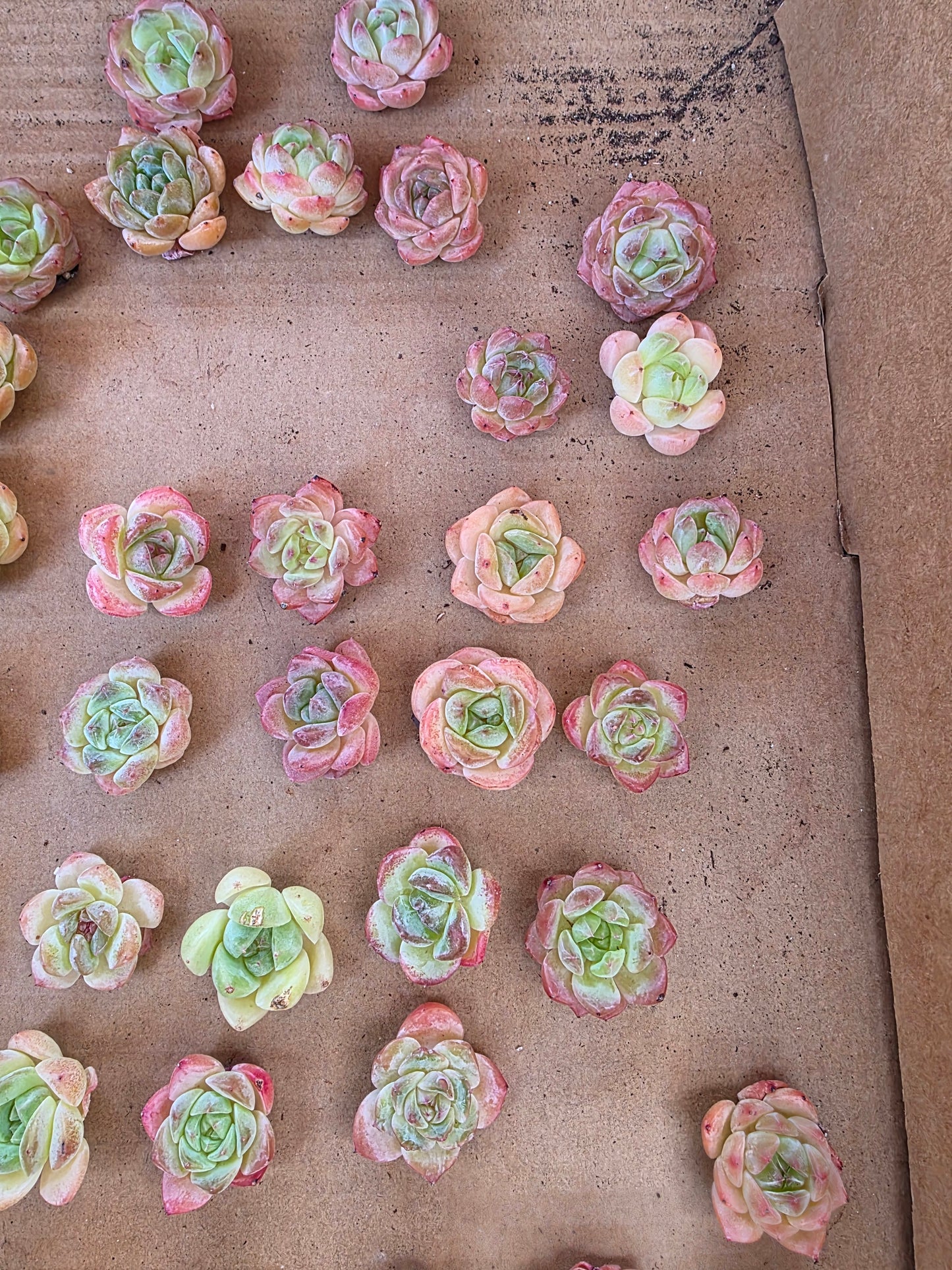 Imported queen baby 5 pcs