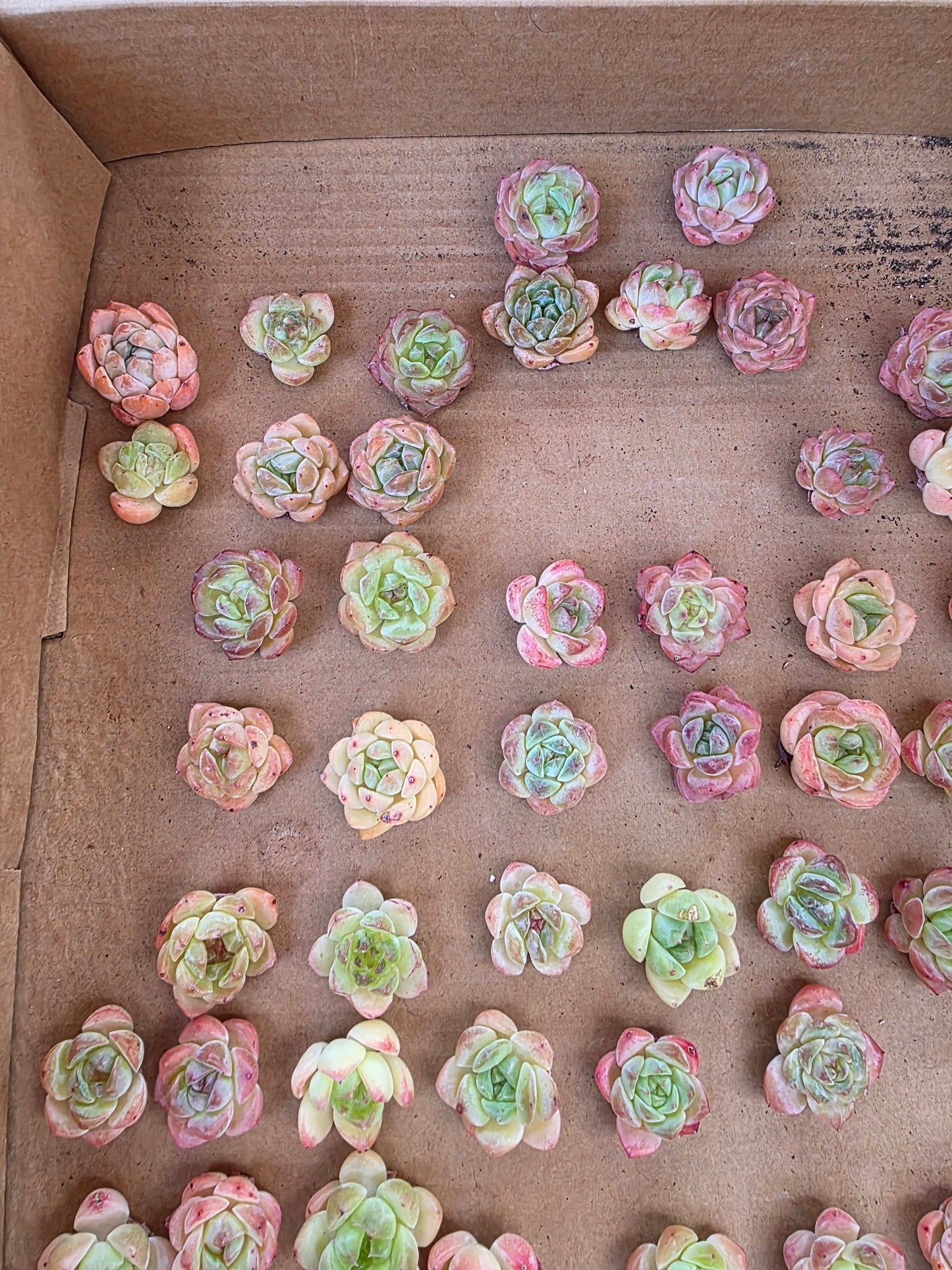 Imported queen baby 5 pcs