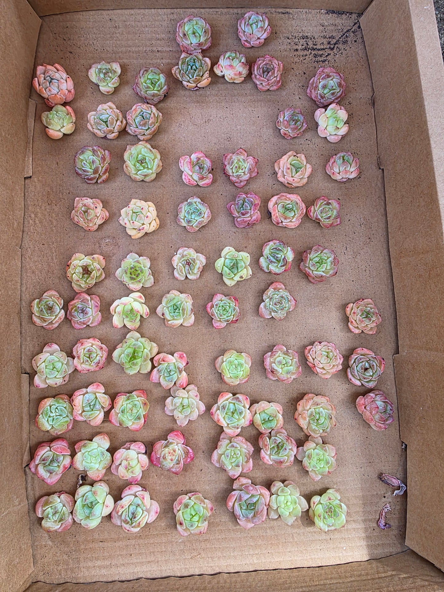 Imported queen baby 5 pcs