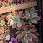 Imported Carmena var. 1pc