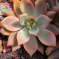 Imported Carmena var. 1pc