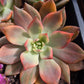 Imported Carmena var. 1pc