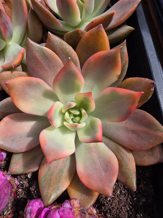 Imported Carmena var. 1pc