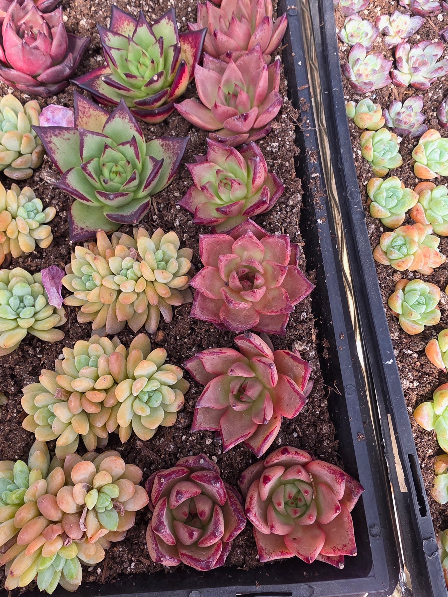 Imported Romeo  1 pc