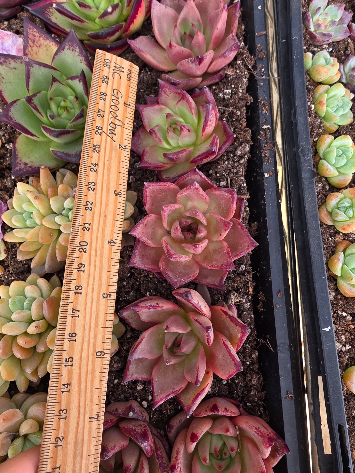 Imported Romeo  1 pc