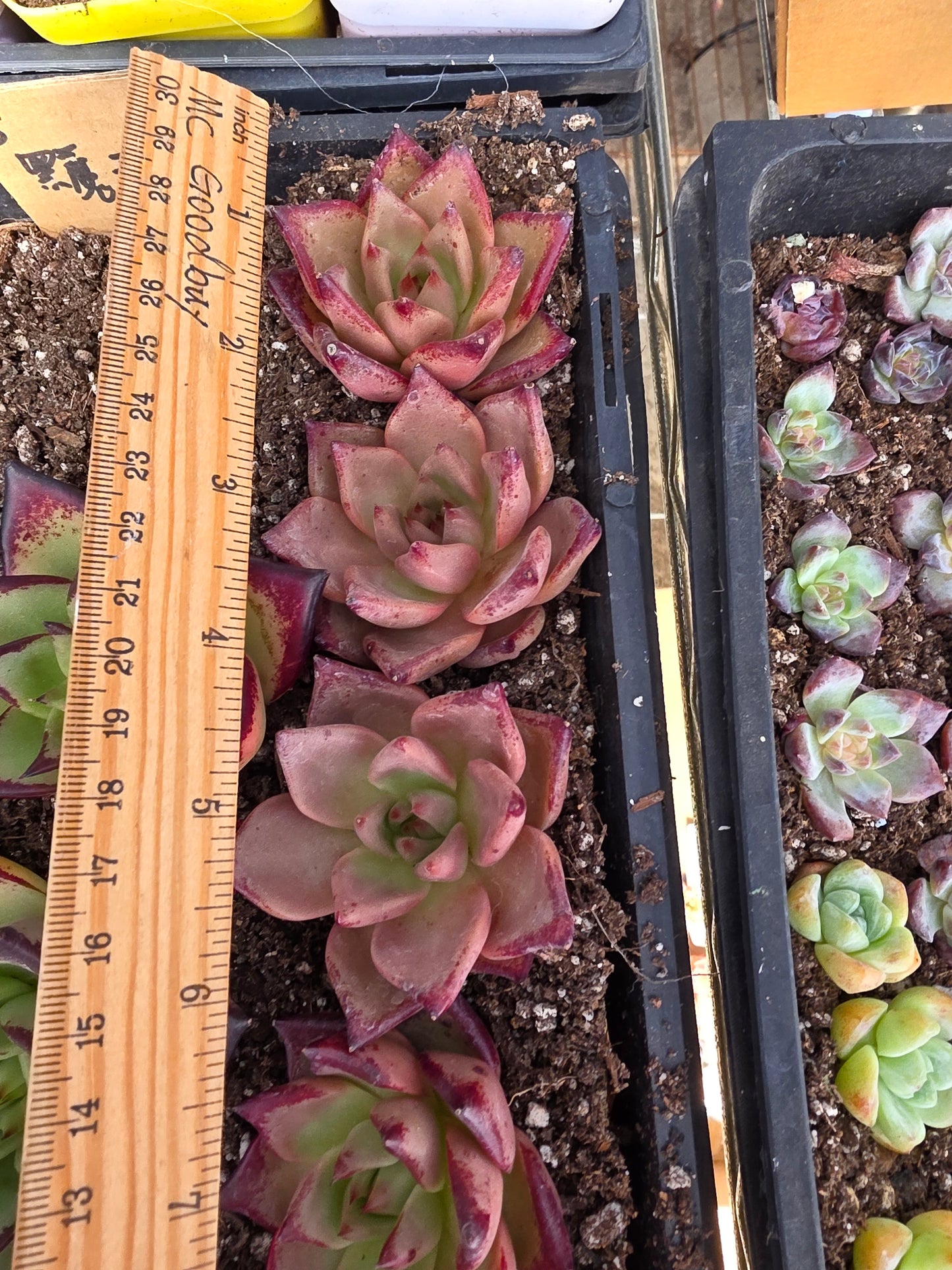 Imported Romeo  1 pc