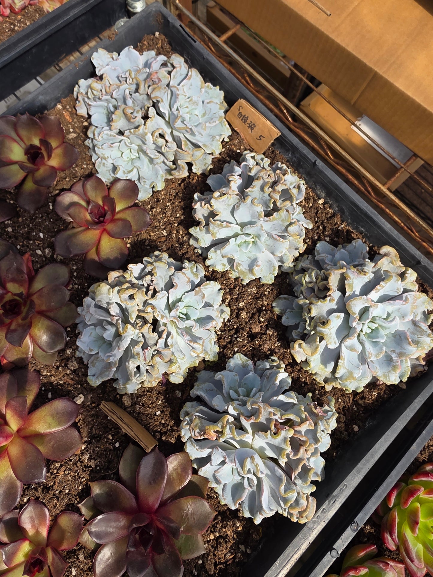 Imported crispate beauty