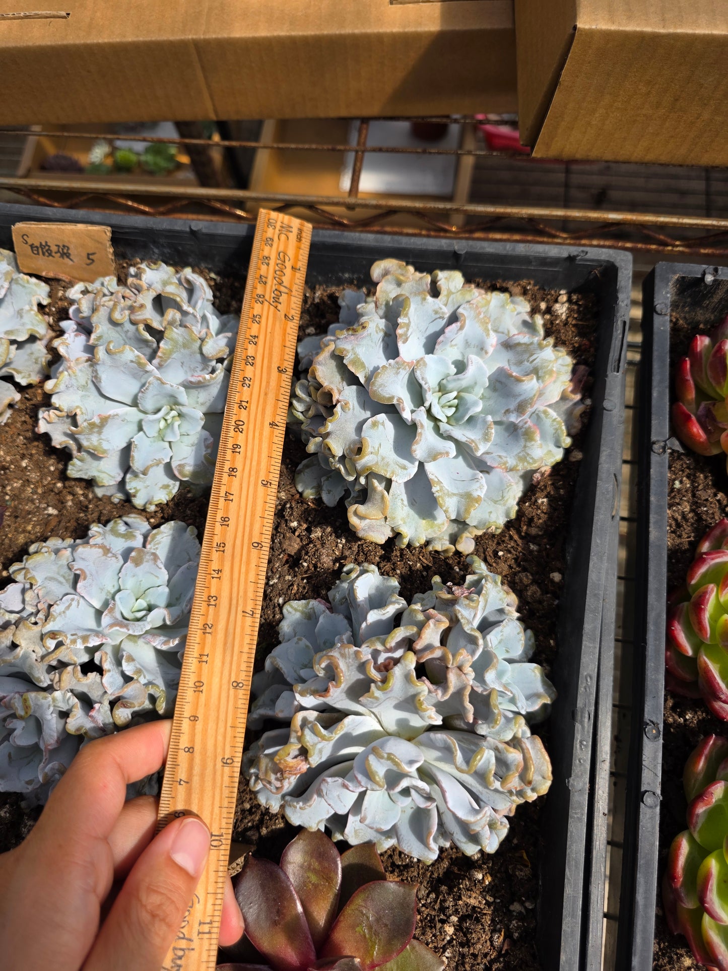 Imported crispate beauty