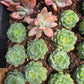 Imported Pure love succulent 1 pc