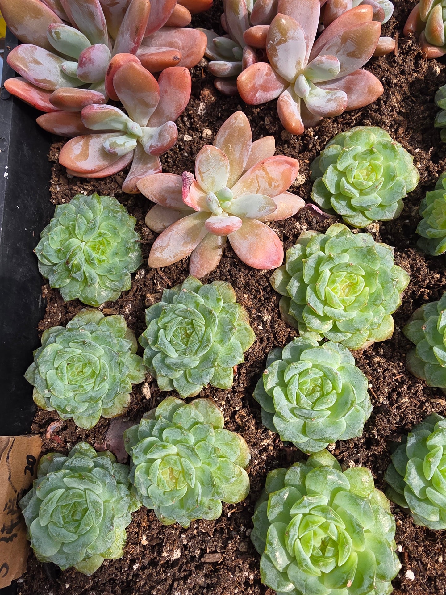 Imported Pure love succulent 1 pc