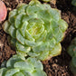 Imported Pure love succulent 1 pc