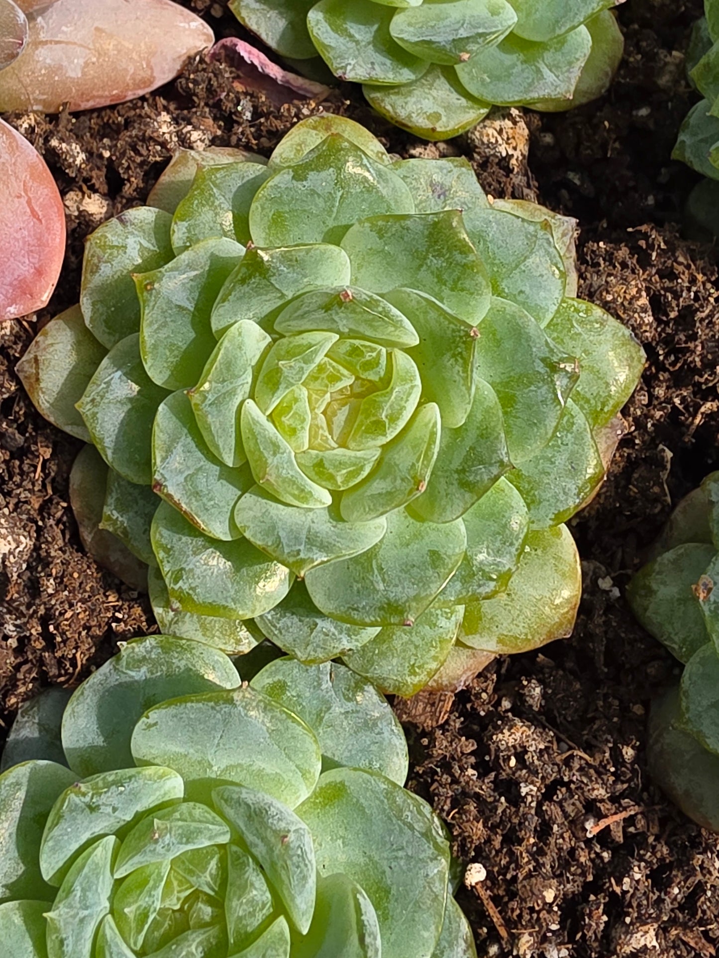 Imported Pure love succulent 1 pc
