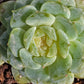 Imported Pure love succulent 1 pc