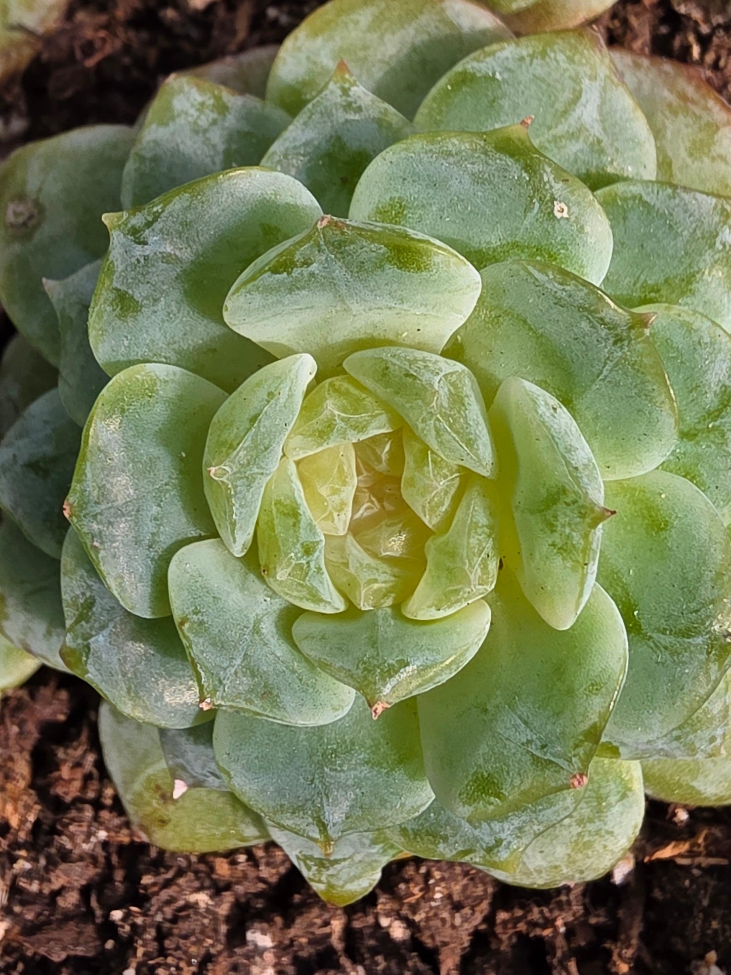 Imported Pure love succulent 1 pc