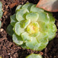 Imported Pure love succulent 1 pc