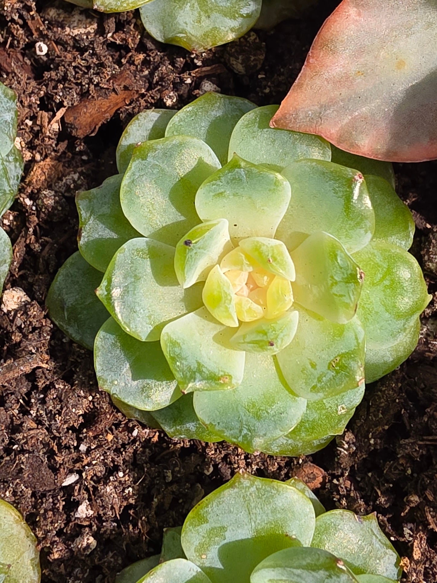 Imported Pure love succulent 1 pc