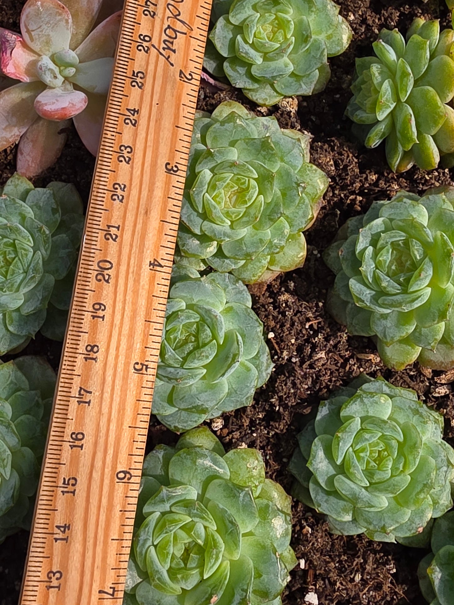 Imported Pure love succulent 1 pc