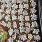 Imported crispate beauty succulent 1 pc