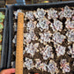 Imported crispate beauty succulent 1 pc