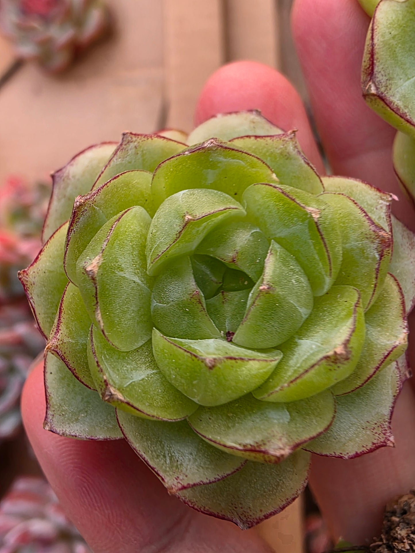 Imported queen jenny 1 pc