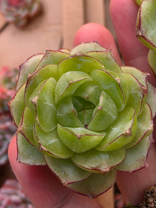 Imported queen jenny 1 pc