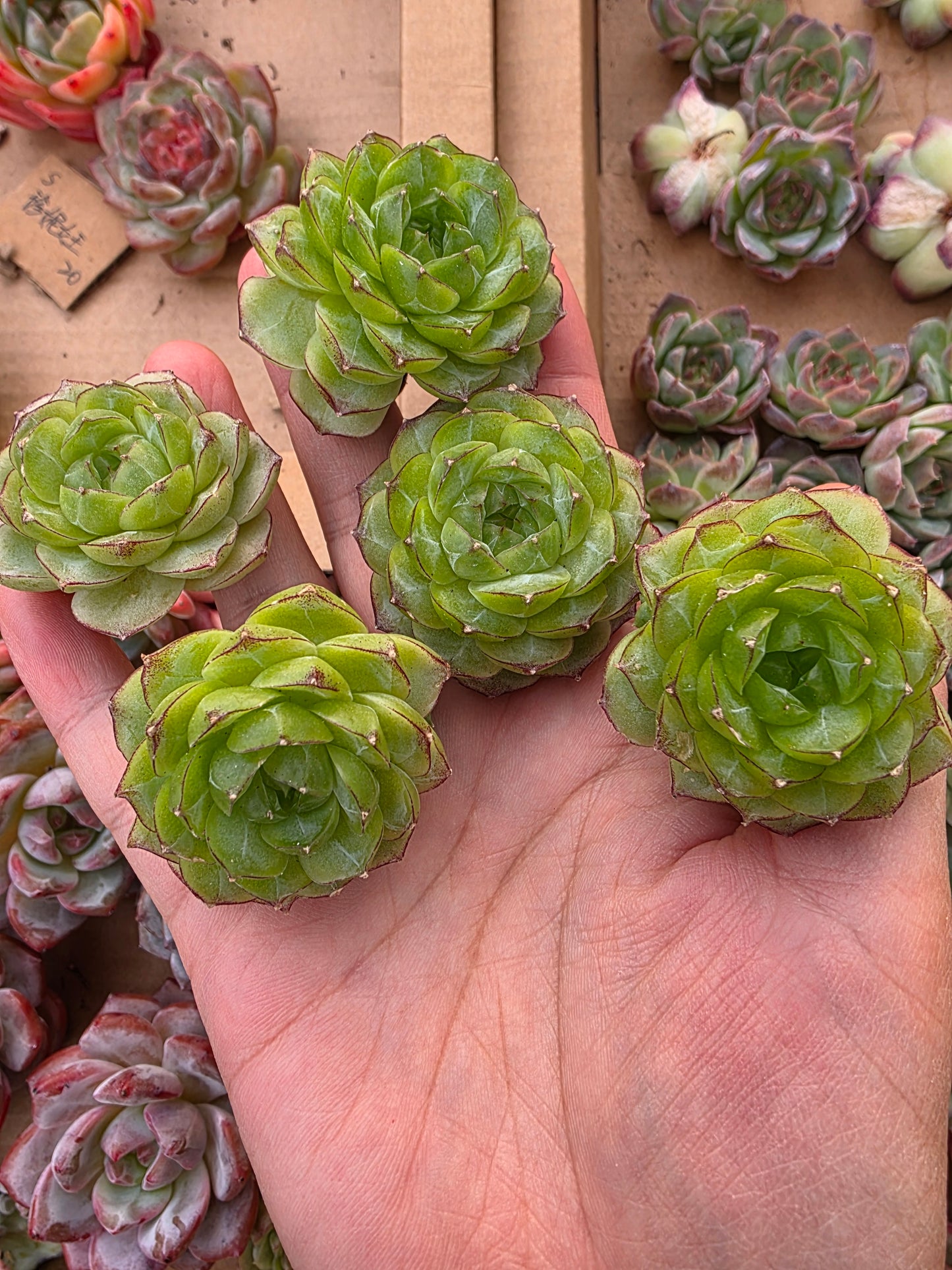 Imported queen jenny 1 pc