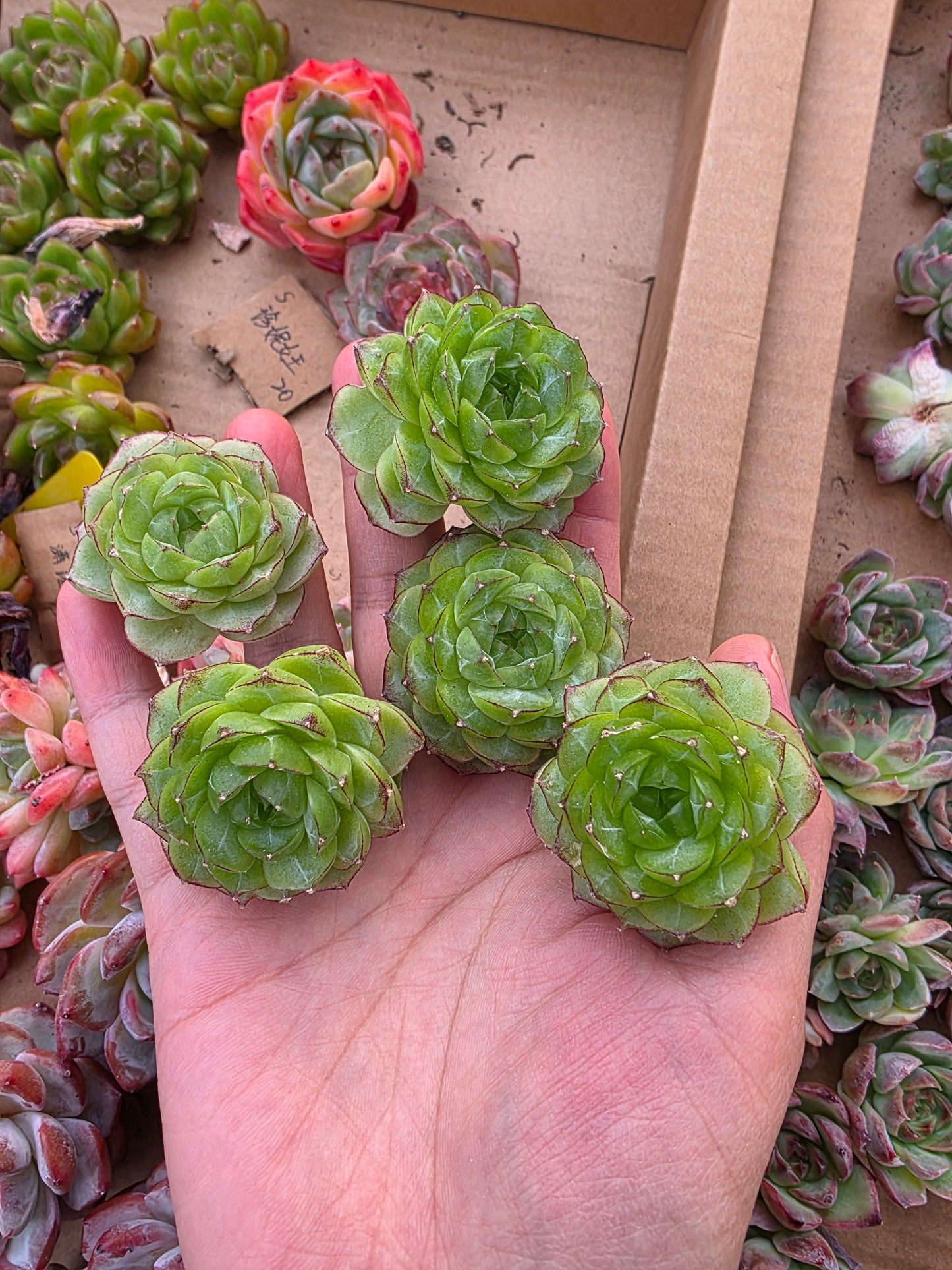 Imported queen jenny 1 pc