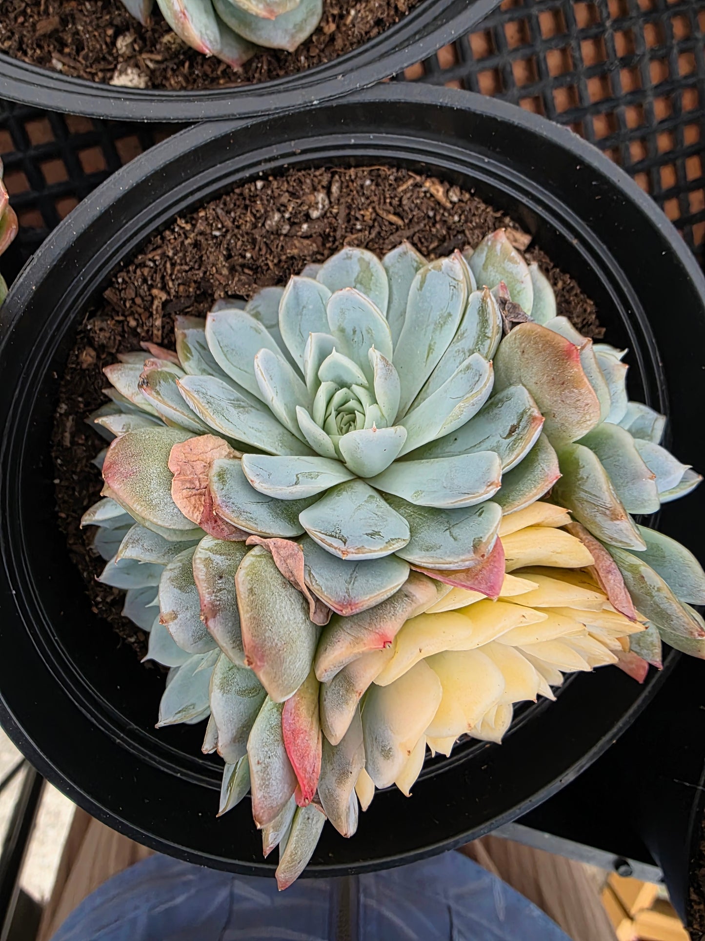 Imported new snow ball var.