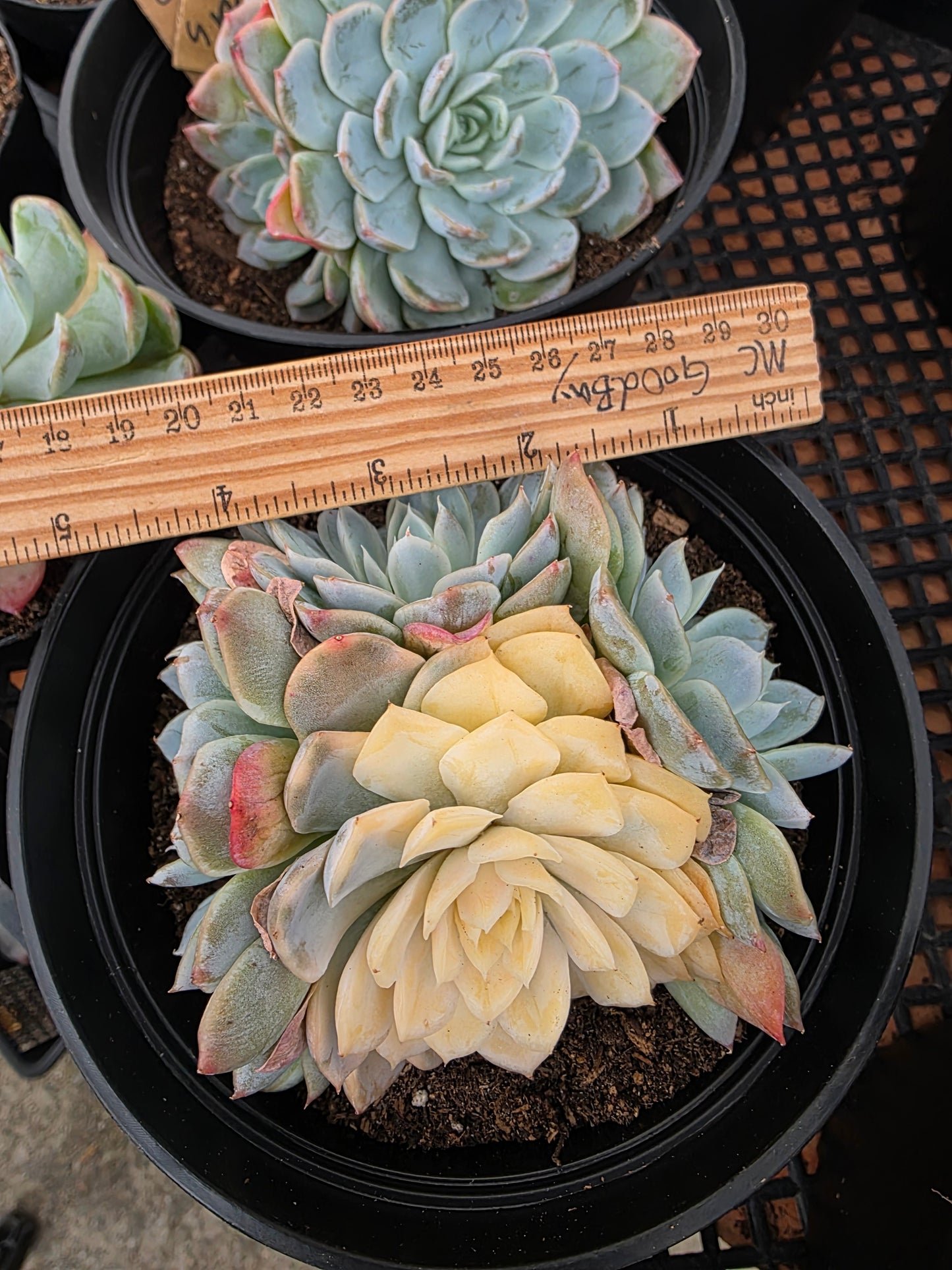 Imported new snow ball var.