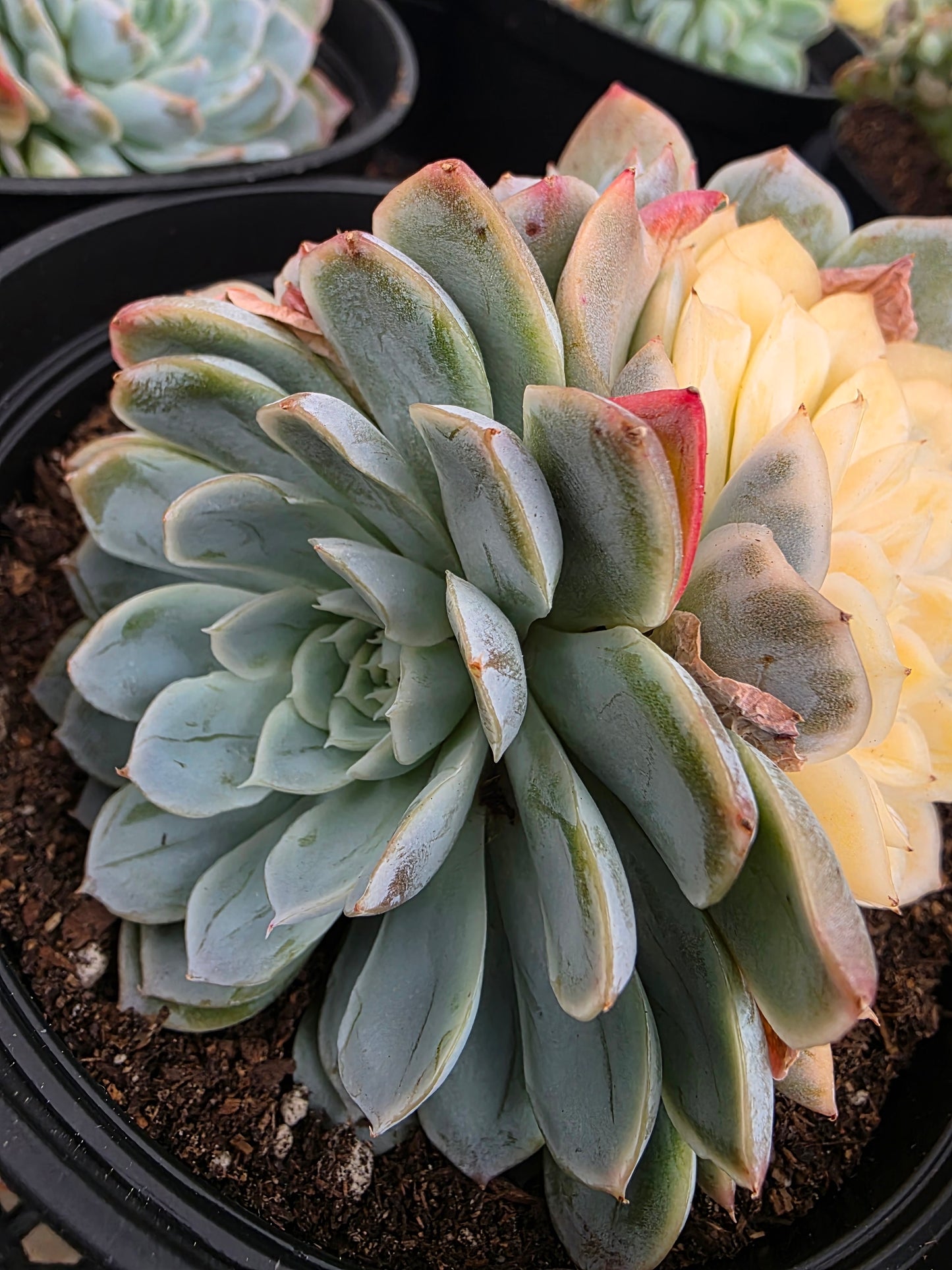 Imported new snow ball var.