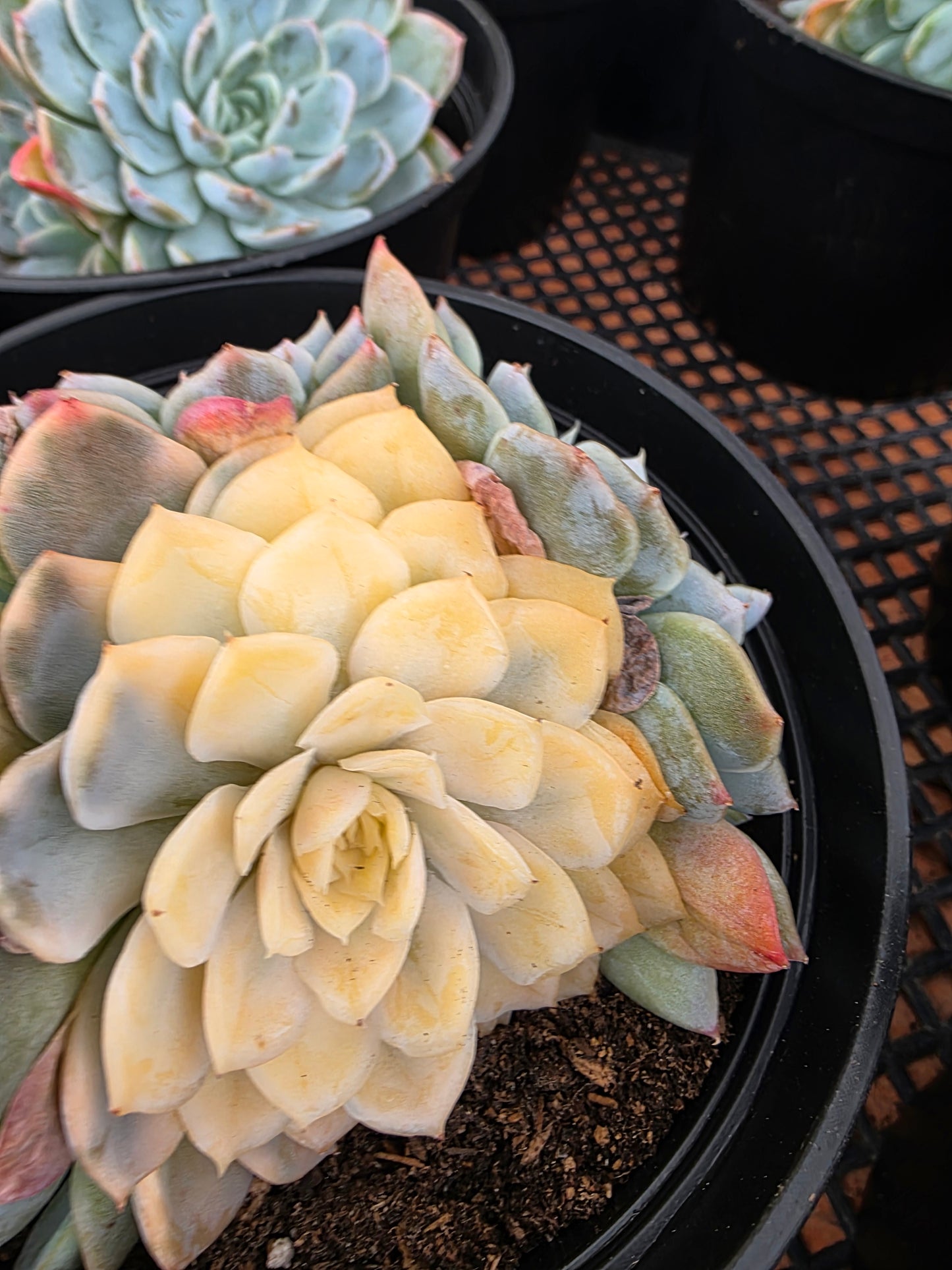 Imported new snow ball var.