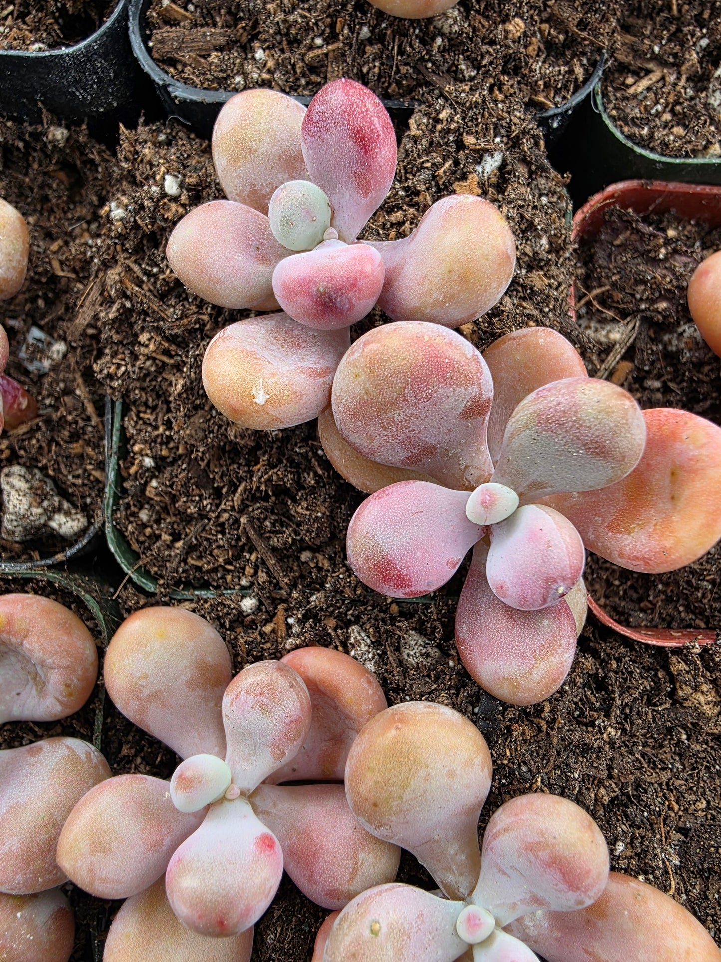 Imported moonstone 1 pc single or double head