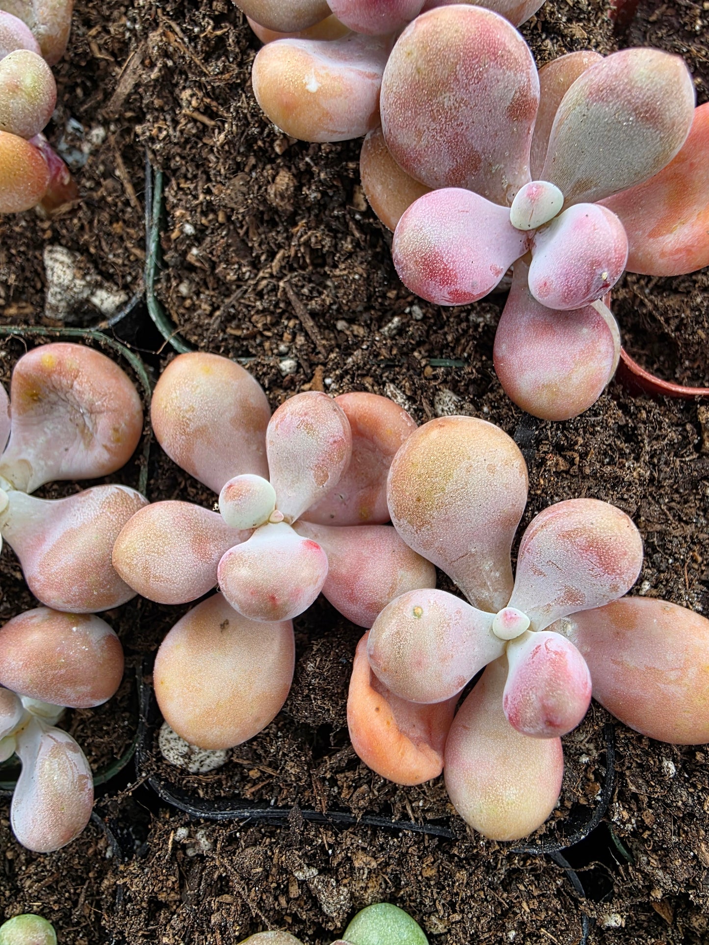 Imported moonstone 1 pc single or double head