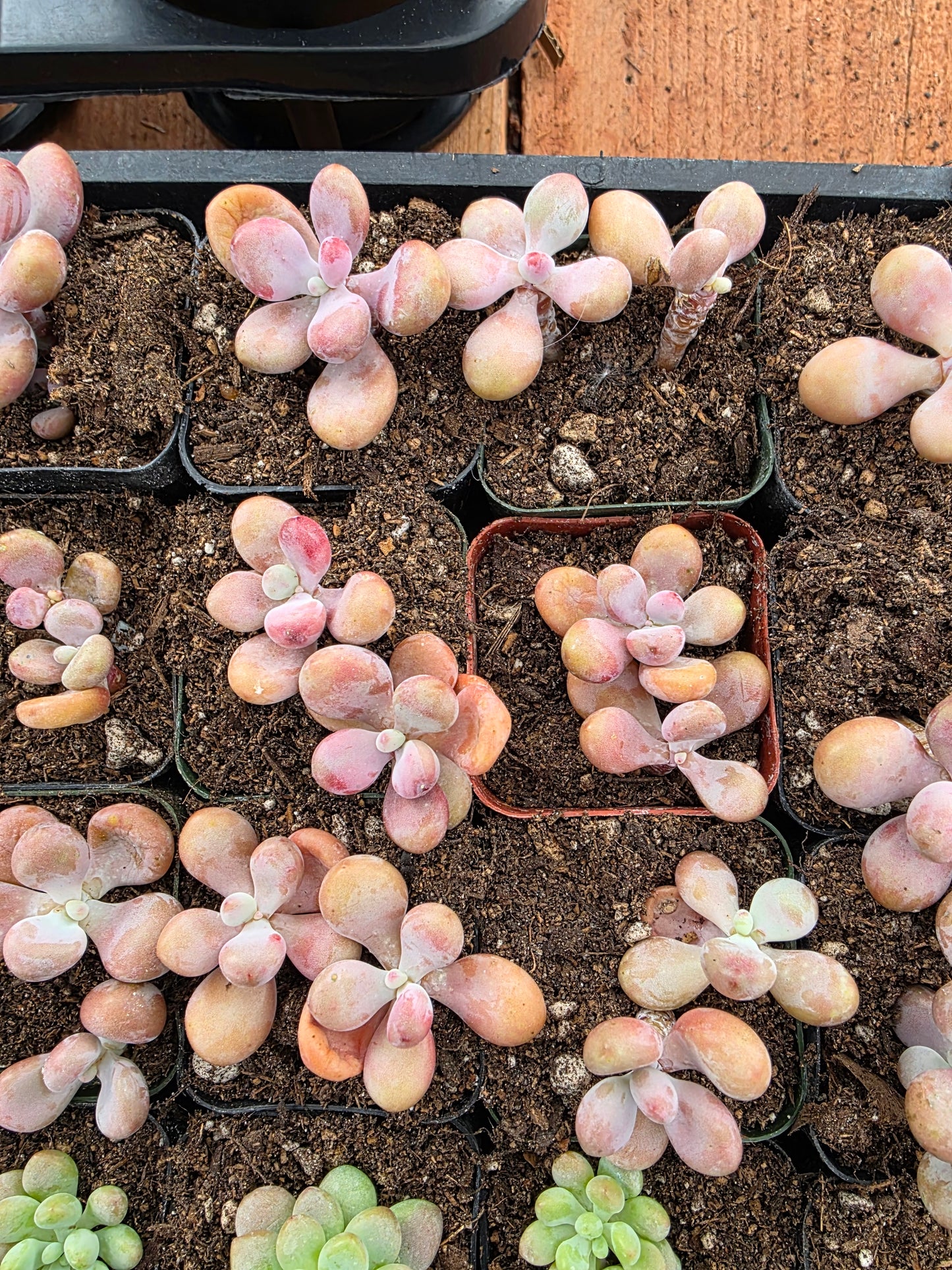 Imported moonstone 1 pc single or double head