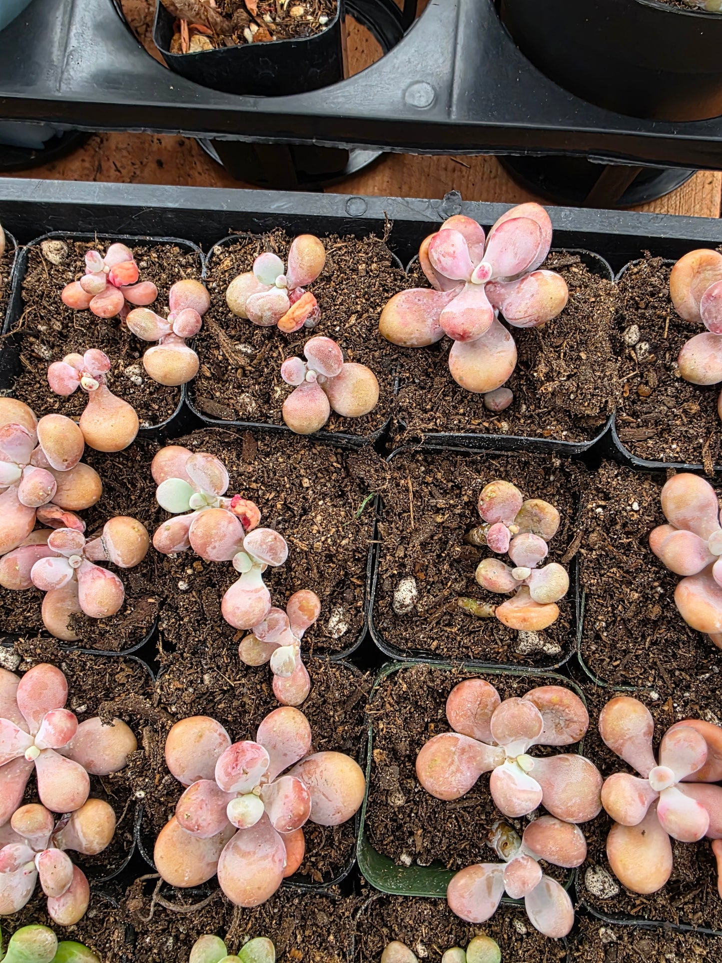 Imported moonstone 1 pc single or double head