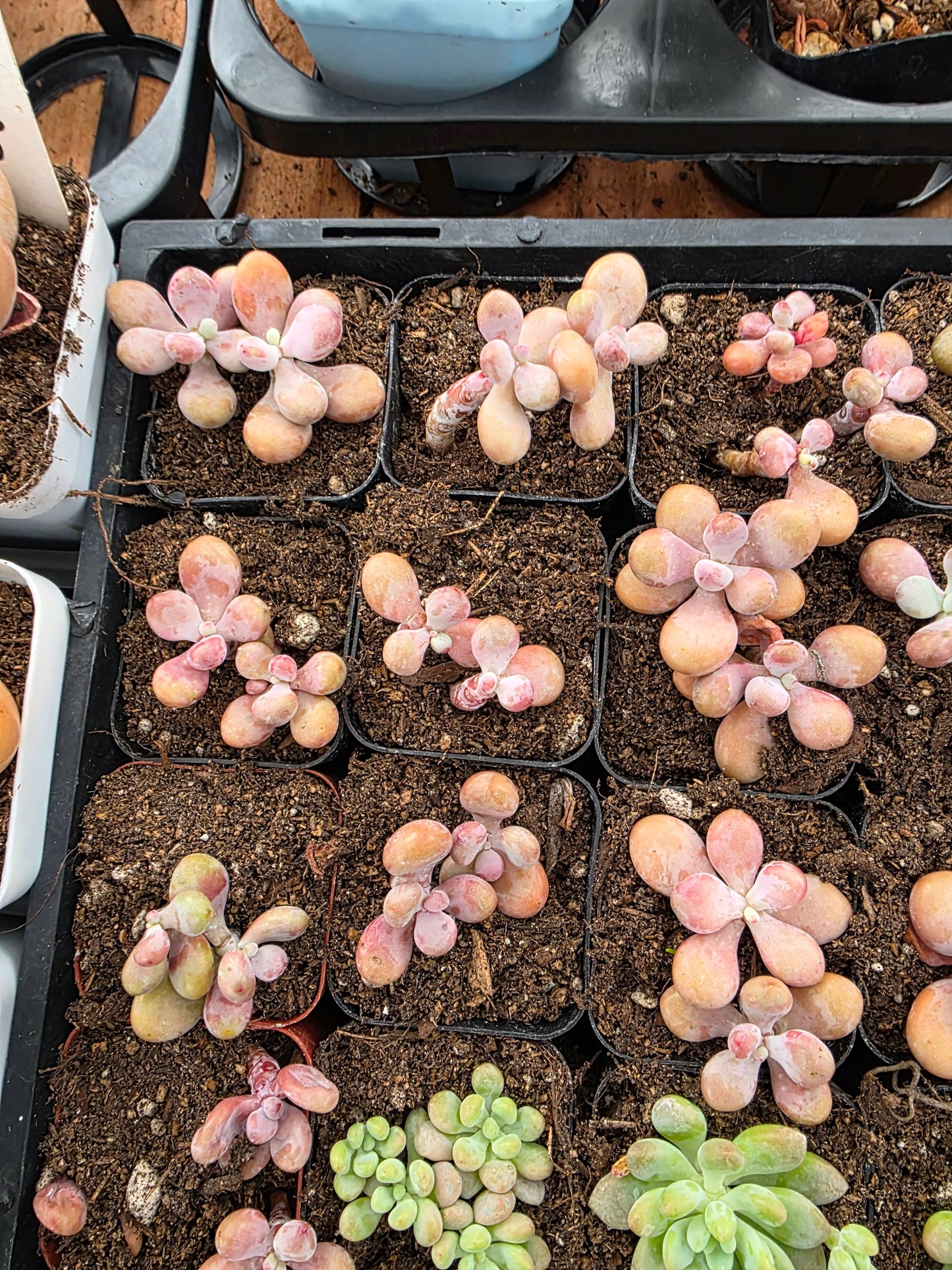 Imported moonstone 1 pc single or double head