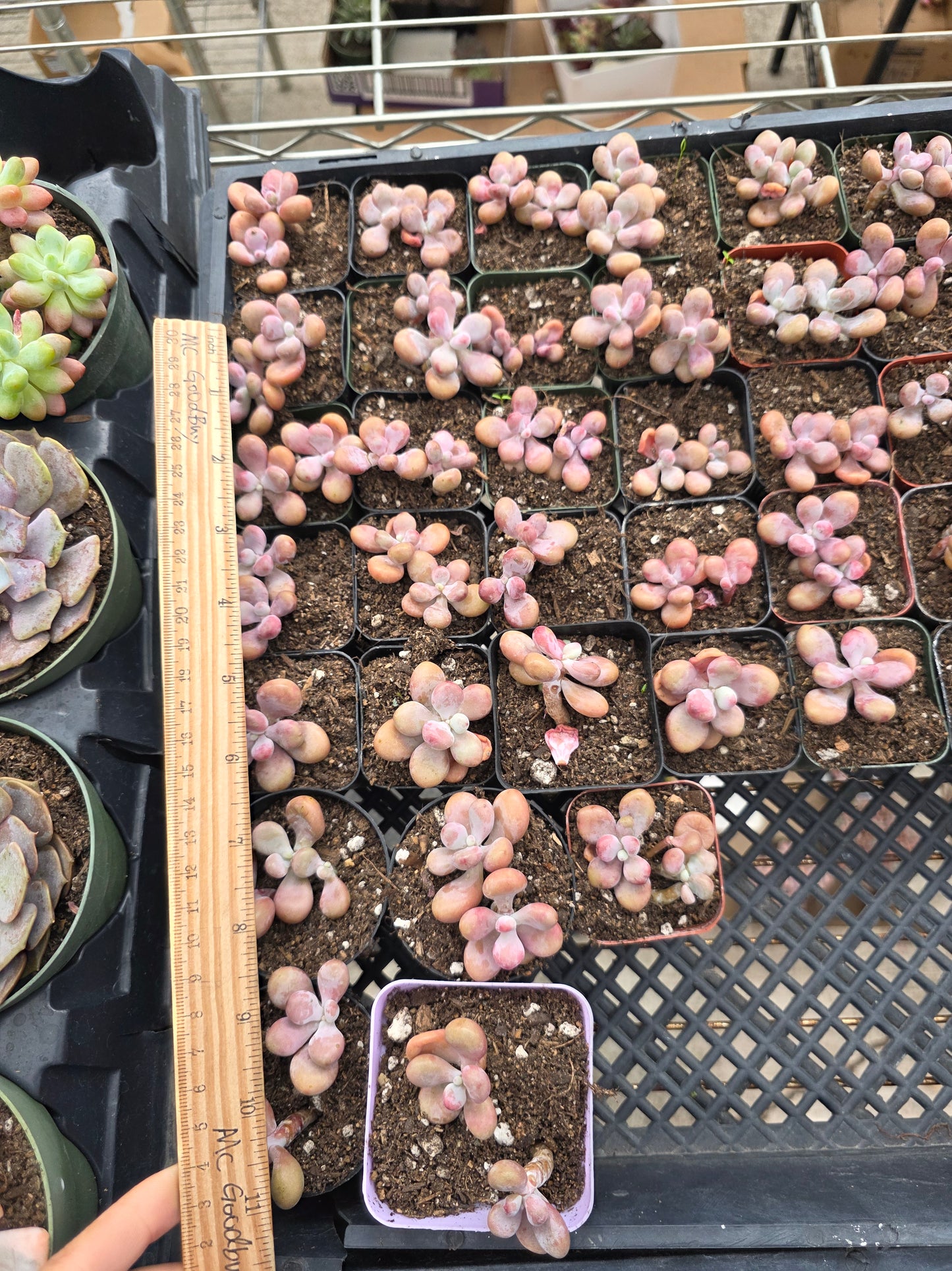 Imported moonstone 1 pc single or double head