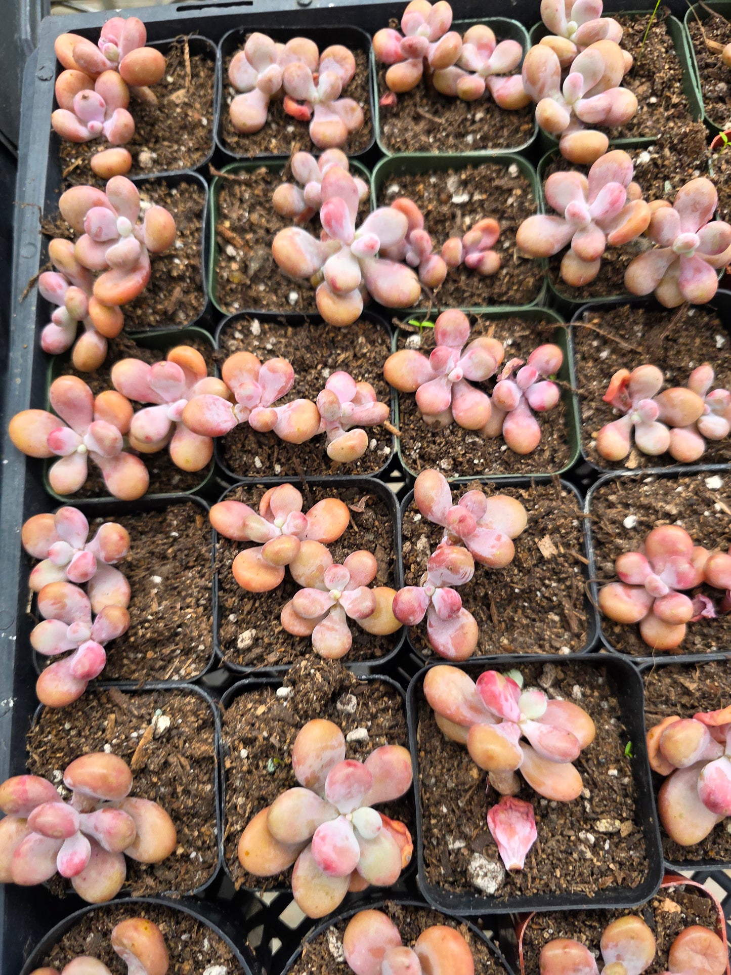 Imported moonstone 1 pc single or double head