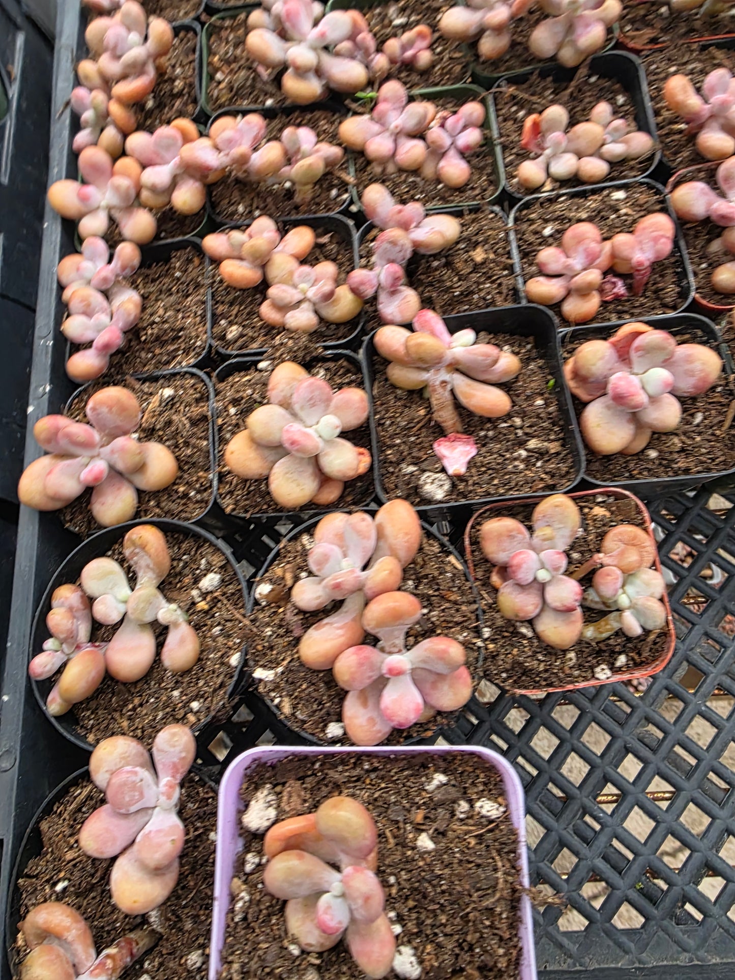 Imported moonstone 1 pc single or double head