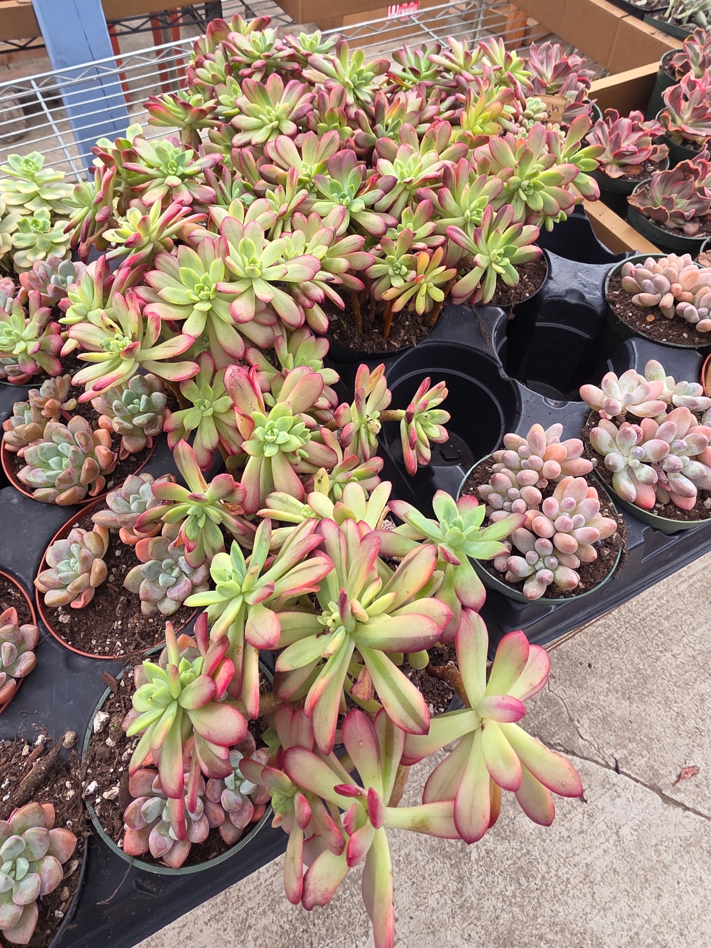 Imported Minibell var.