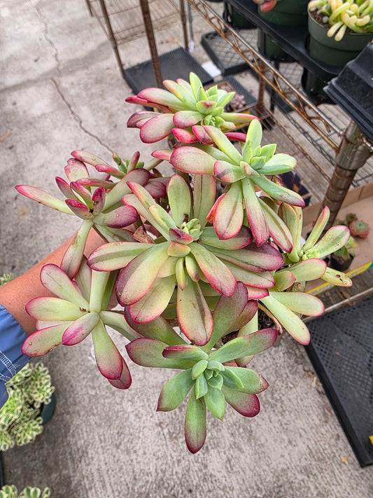 Imported Minibell var.