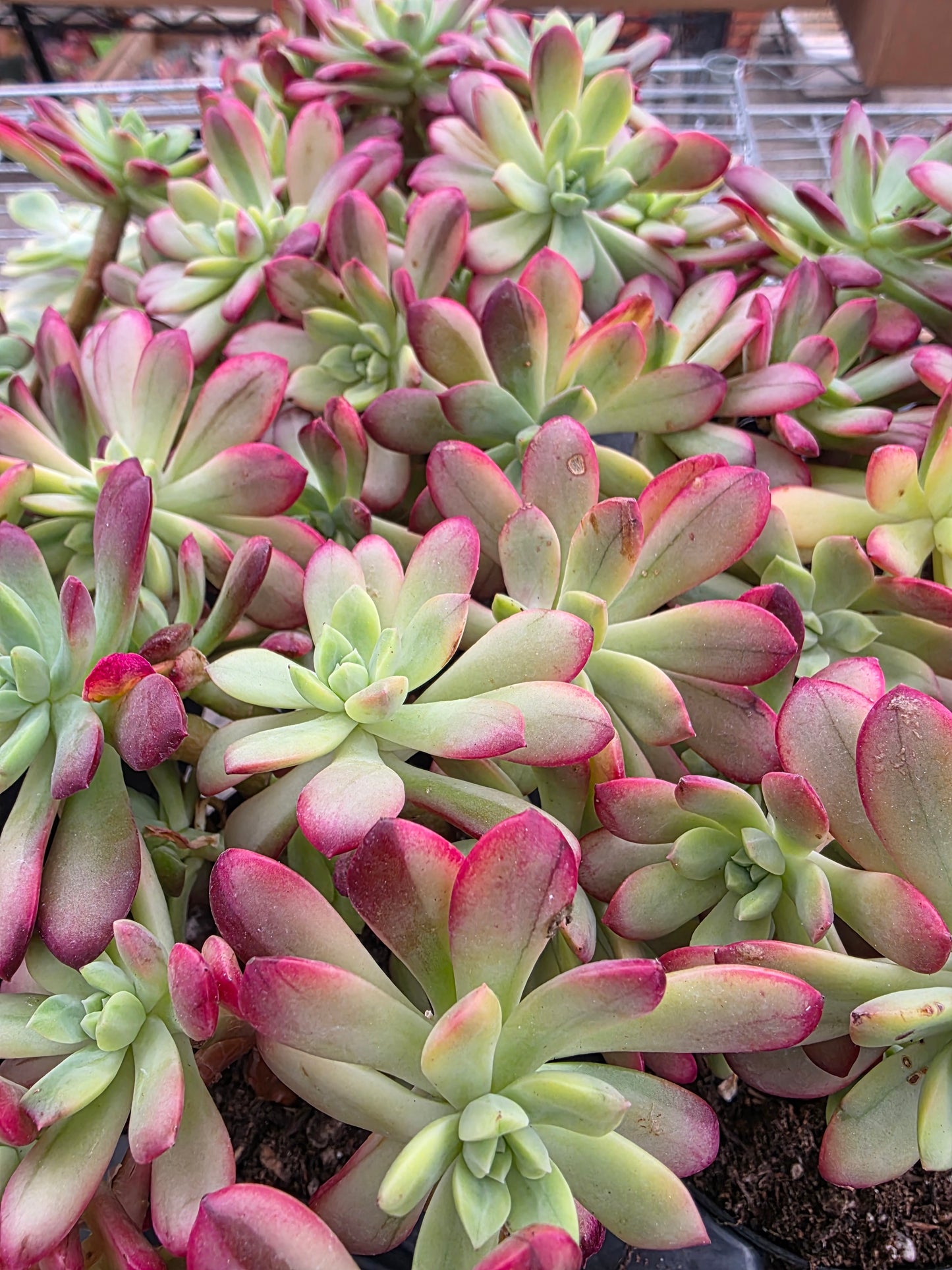 Imported Minibell var.