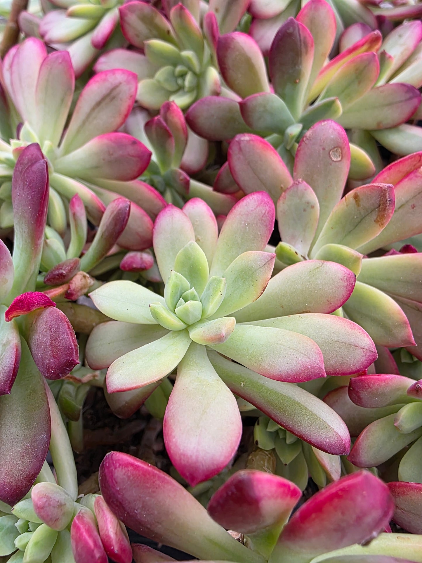 Imported Minibell var.