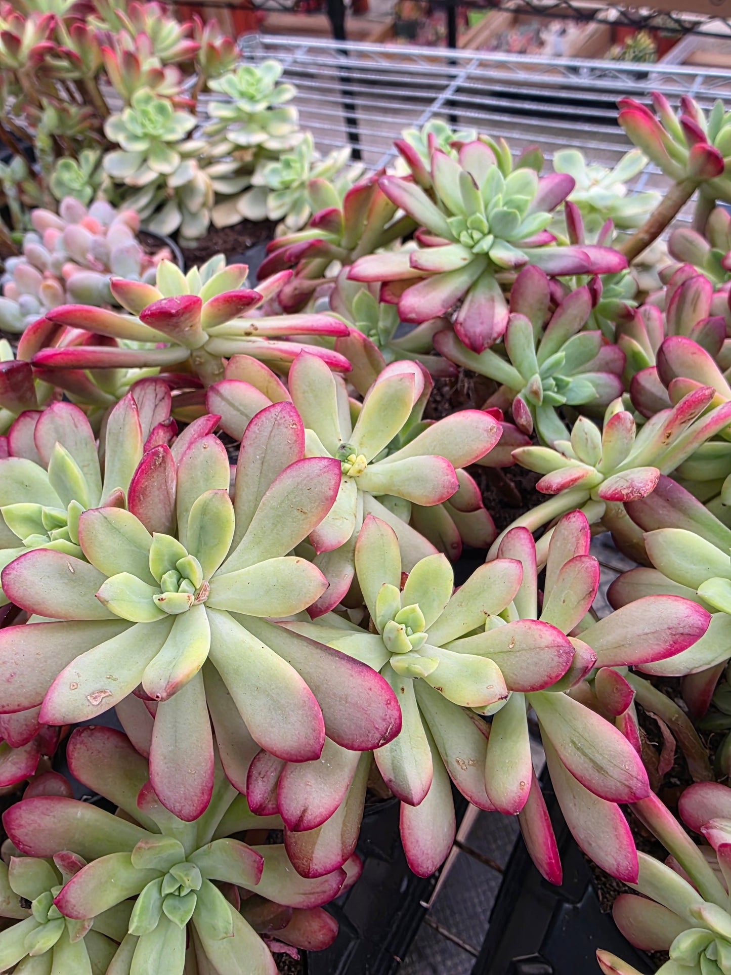 Imported Minibell var.