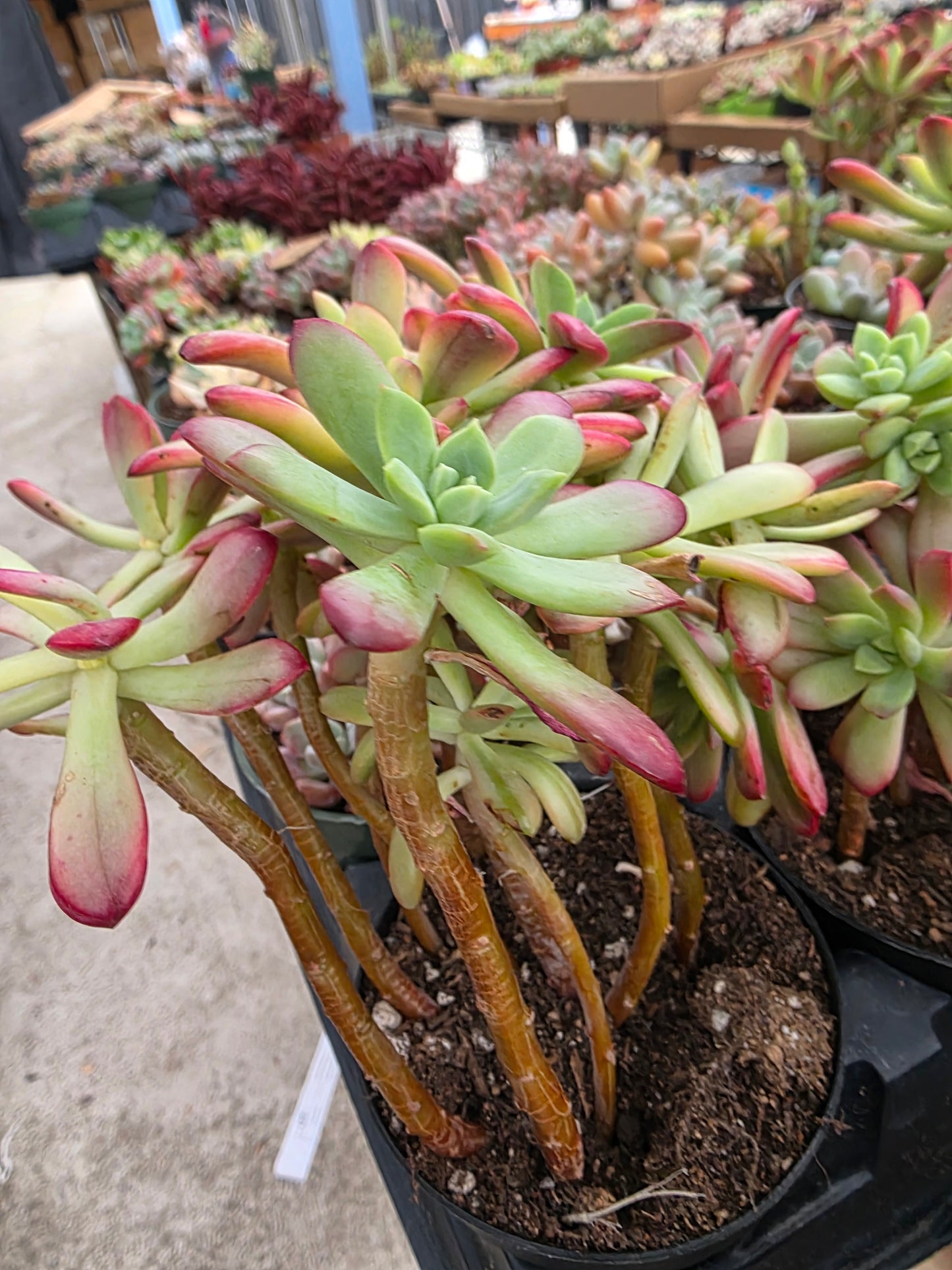 Imported Minibell var.