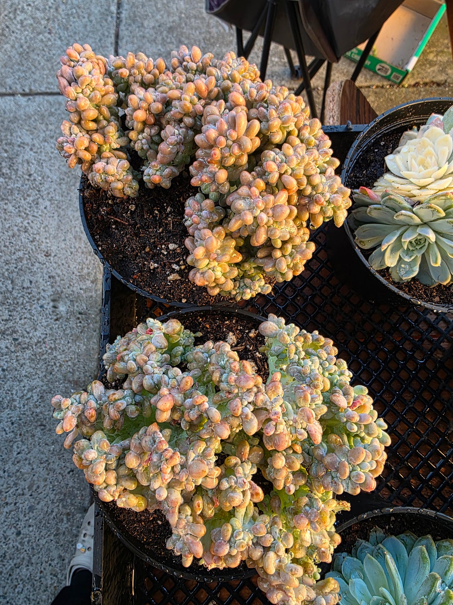 Imported rice ball crested