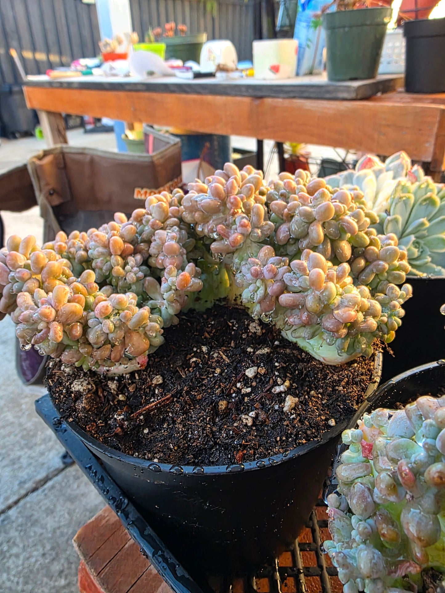 Imported rice ball crested